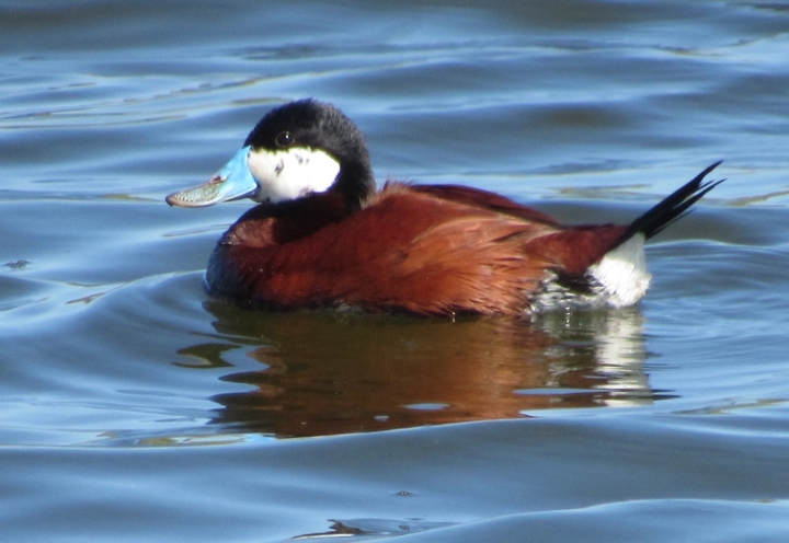 Ruddy Duck
